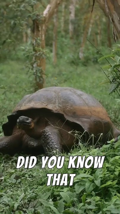 meet-jonathan-the-oldest-living-land-animal-youtube