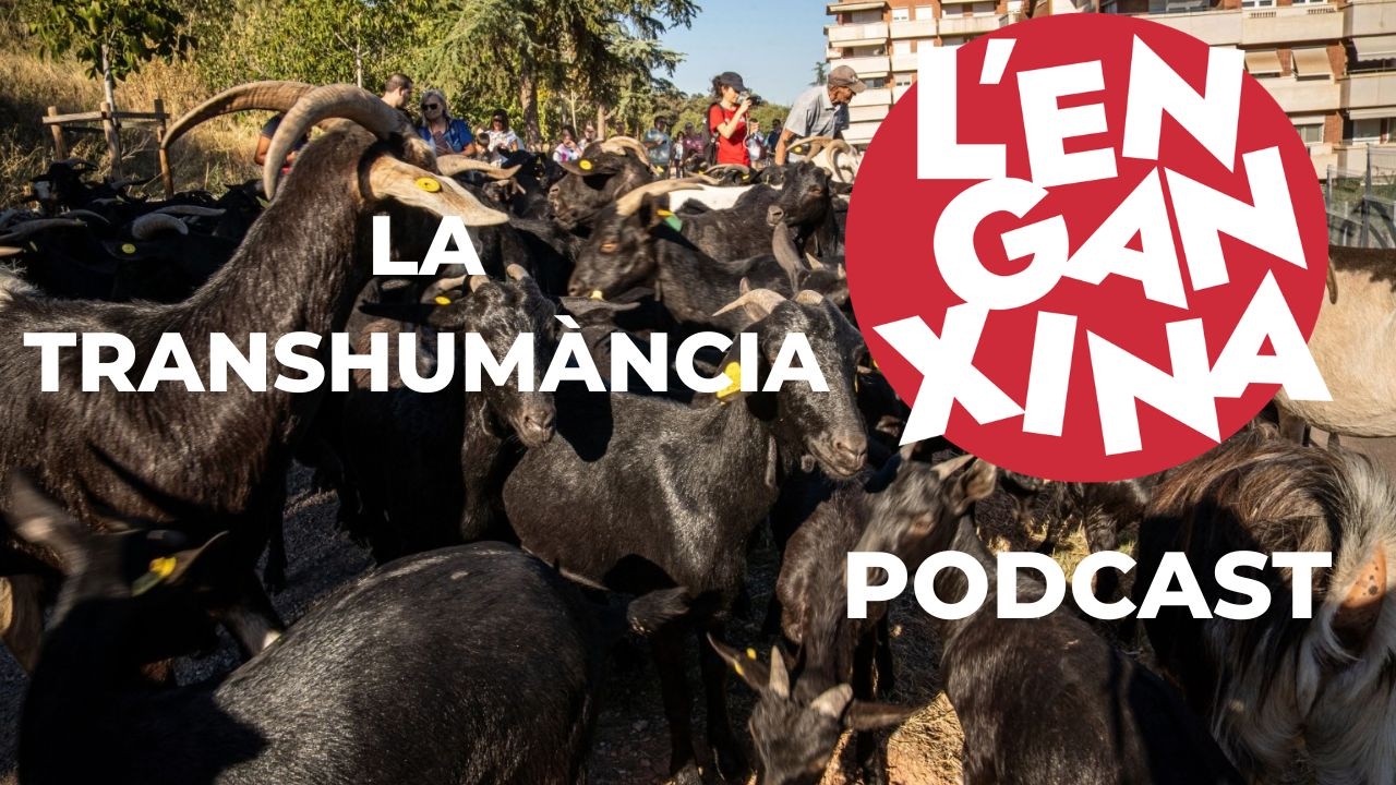 Què es la transhumància? Pot jugar la ramaderia extensiva un paper clau contra els incendis?