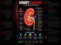 Kidney Anatomy in 60 Seconds 🩺 | NCERT Biology #biology #scienceshorts #science #examfever #kidney