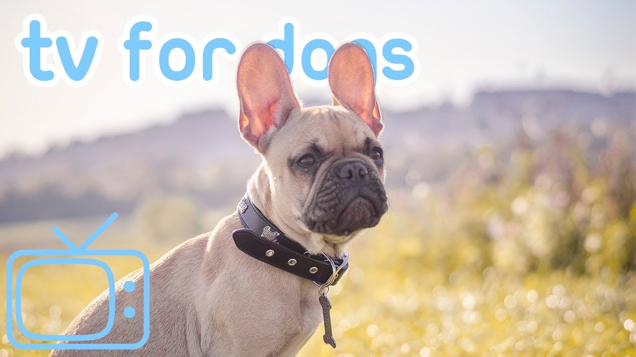 puppy paradise TV for Dogs! How to Chill Your Dog TV with Relaxing Music!