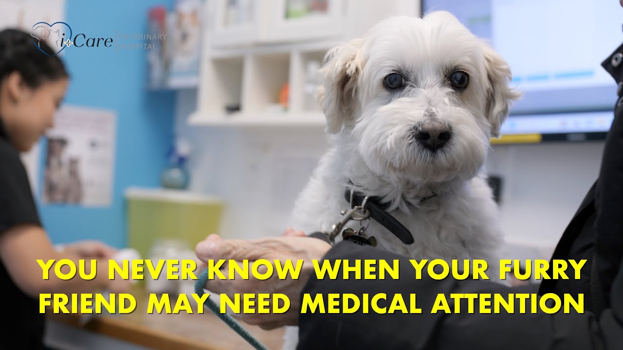 Why Every Veterinarian Pet Insurance YouTube