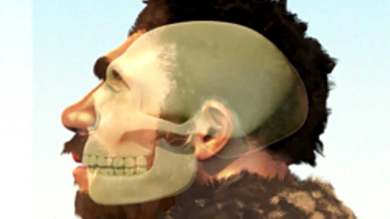 Bigeye brainless Neandertal nonsense