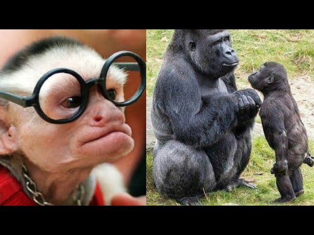 Zoando aki---- Só akiii!!!: Macacos engraçados!!!