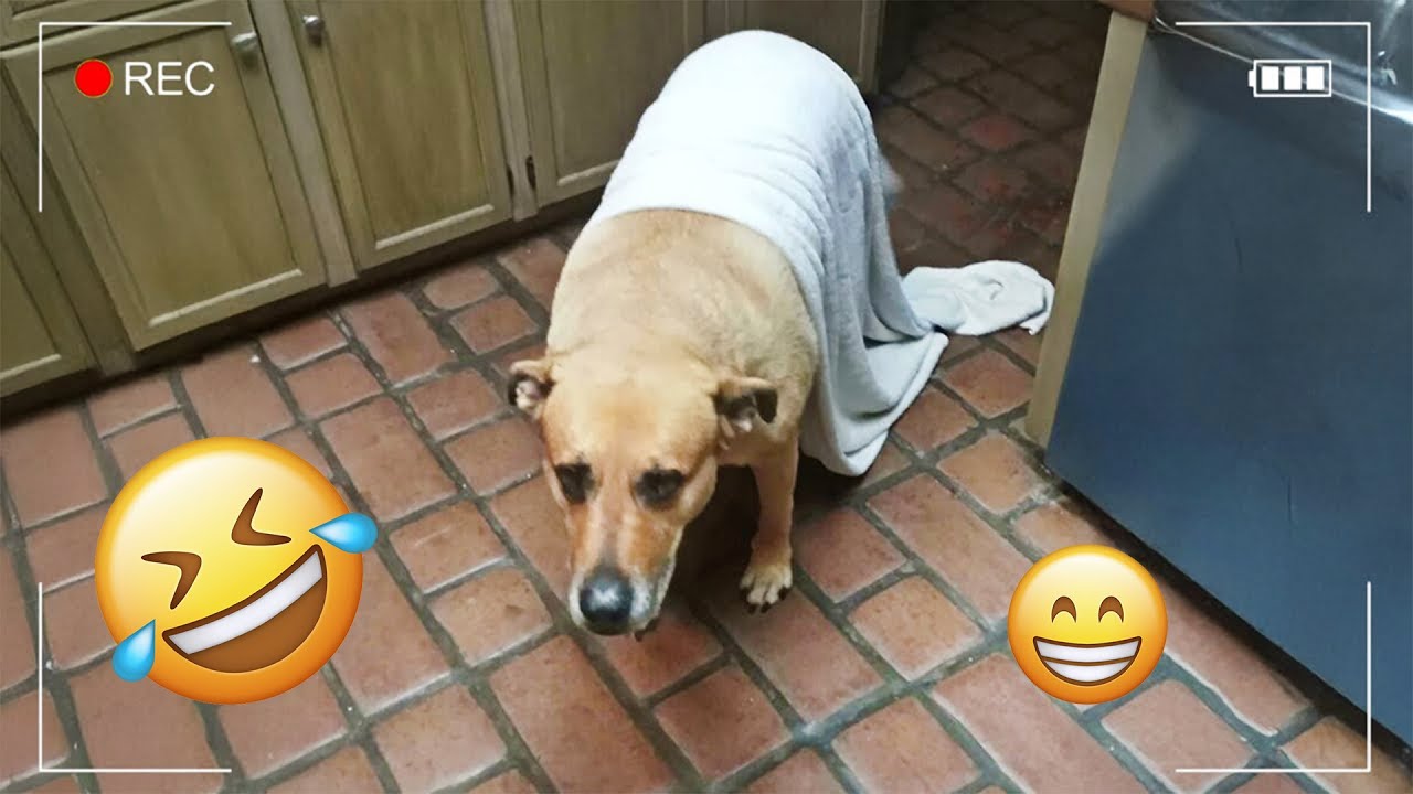 I dare you not to LAUGH at these FUNNY DOGS 😁🦮 - Best Funny Animals Videos 2025 #62