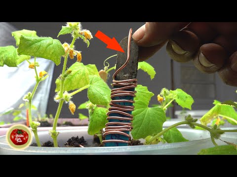 Vídeo: Cobre per al jardí: què fa el coure per a les plantes