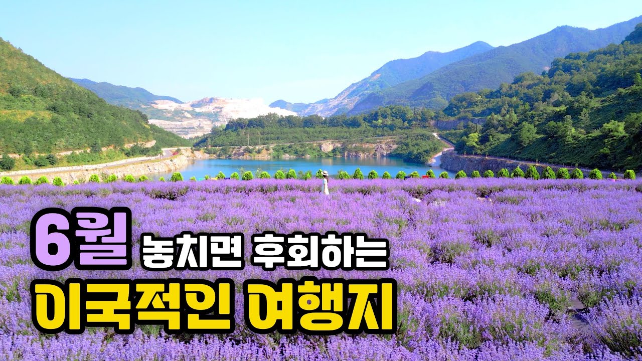 아름답고 이국적인 6월 여행지 | 6월여행지 추천, 국내여행지 추천, 6월 가볼만한곳,무릉별유천지 라벤더축제,육백마지기 샤스타데이지,원주 꽃양귀비축제,유구색동수국정원꽃축제