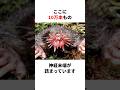 鼻がキモすぎる「ホシバナモグラ」#生き物 #生物 #動物 #雑学