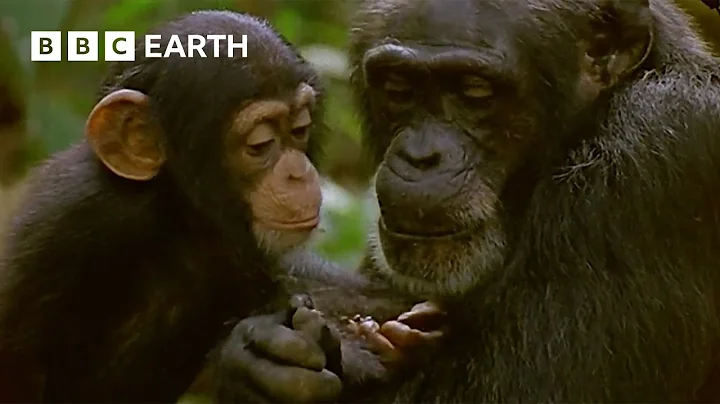Mother Chimpanzee Teaches Baby to Catch Termites | Natural World: Wild Mother and Babies | BBC Earth - DayDayNews