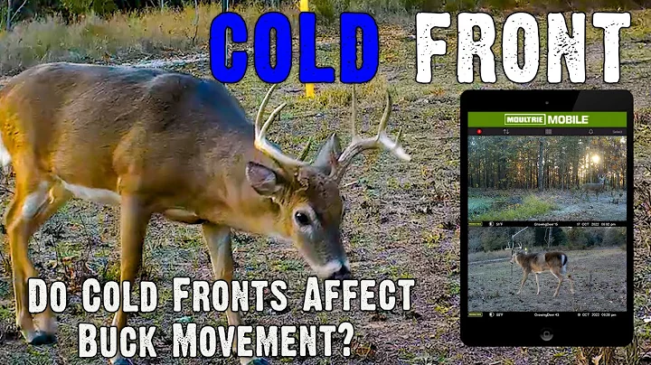 Do Cold Fronts Affect Buck Movement?