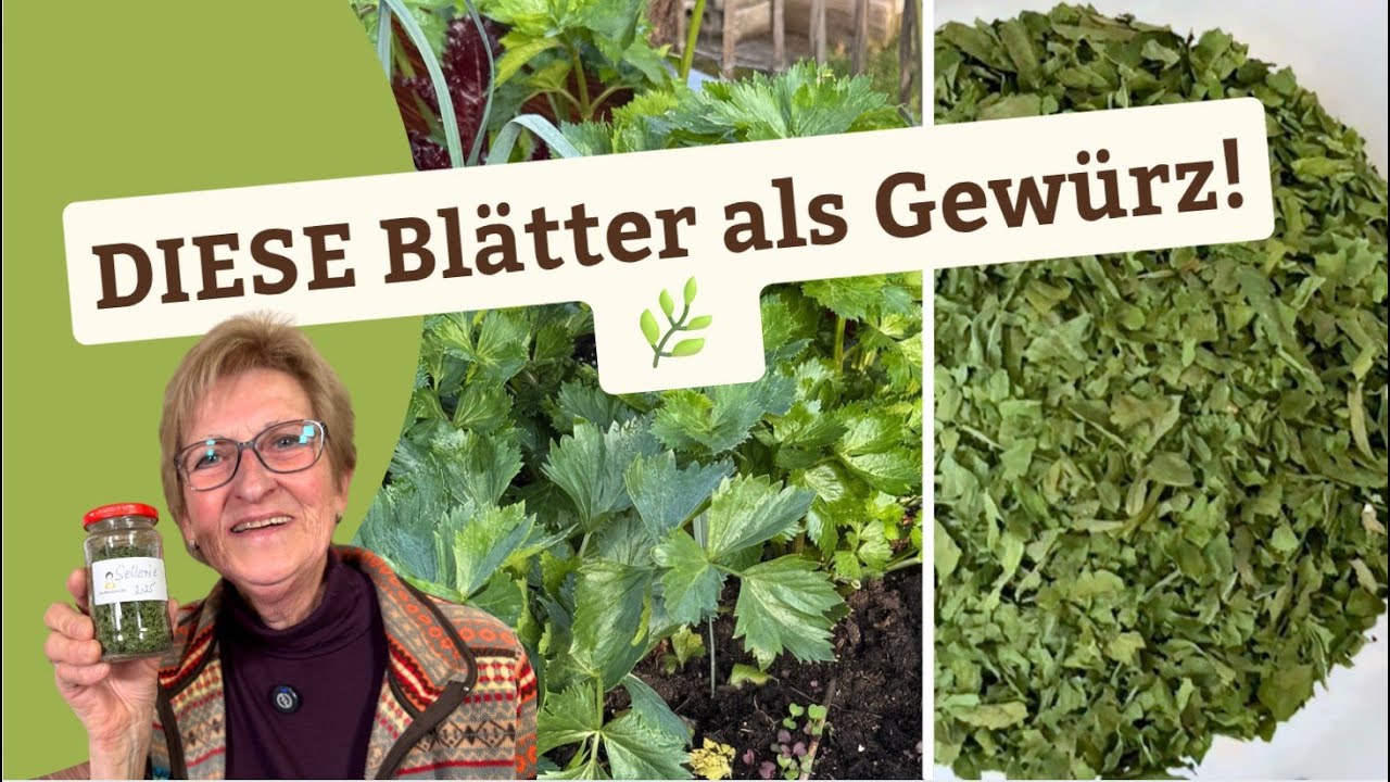 Sellerieblätter als Gewürz verwenden – so nutze ich sie