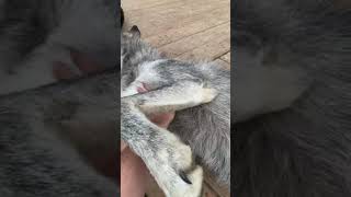 Giving a wolf a belly rub