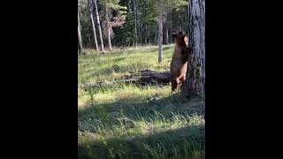 Lad escapes a close encounter with a wild bear using bear spray 🐻😱
