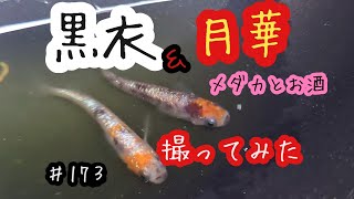 メダカとお酒　♯１７３【黒衣＆月華　撮ってみた！！】