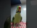 Bugu mithu ka dance #shorts #ytshorts #mithubugu #birds #mithu #talkingparot #parrot #voice