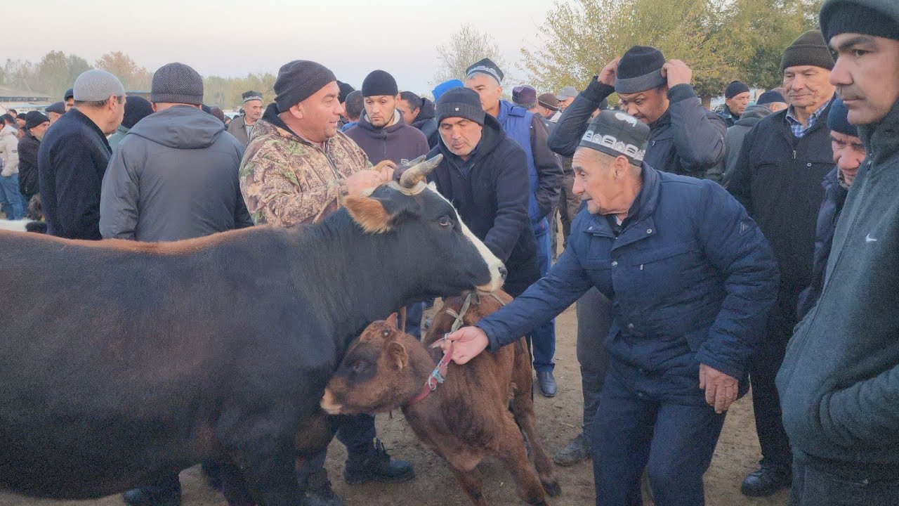 QUVASOY MOLBOZORI BEXIZOR BUGINGI BOZORAM ZOR BOLDI | 8 ноября 2024 г.