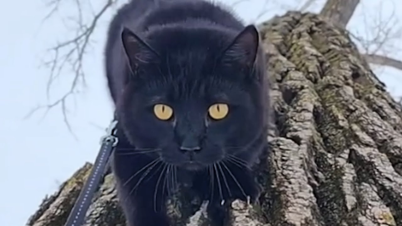 Trucker's response to stray cat will melt your heart