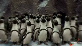Old Dogs - Lightwave penguins (HD)