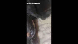 First time weaning my puppies