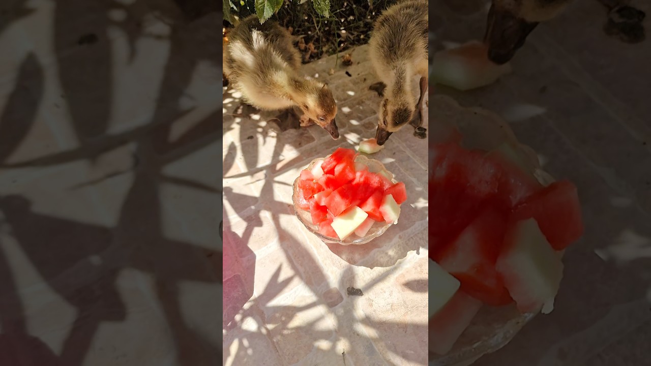 وزة تاكل ركي 🤔 صدمة 