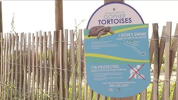 Protect the gopher tortoise