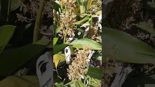 Apa Bunga Lengkuas Atau Laos Ada Manfaatnyashorts