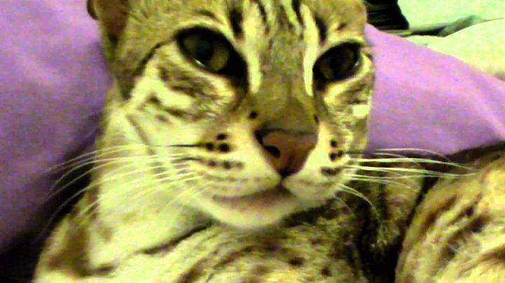 Watch the video about Shusui F1 Bengal Fight Against Cancer (11 of 12) Final look