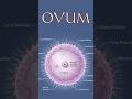 Structure of Ovum | Female Reproductive Cell Explained #respiratorysystem