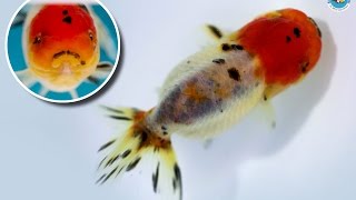 SOLD | Ranchu Goldfish for Sale *FB1331