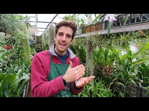 Video: Perché Kalanchoe non fiorisce? Ragione principale