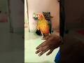 #cute #bubu #birds #talkingparot #birdsounds #parrot 🦜🦜🦜video