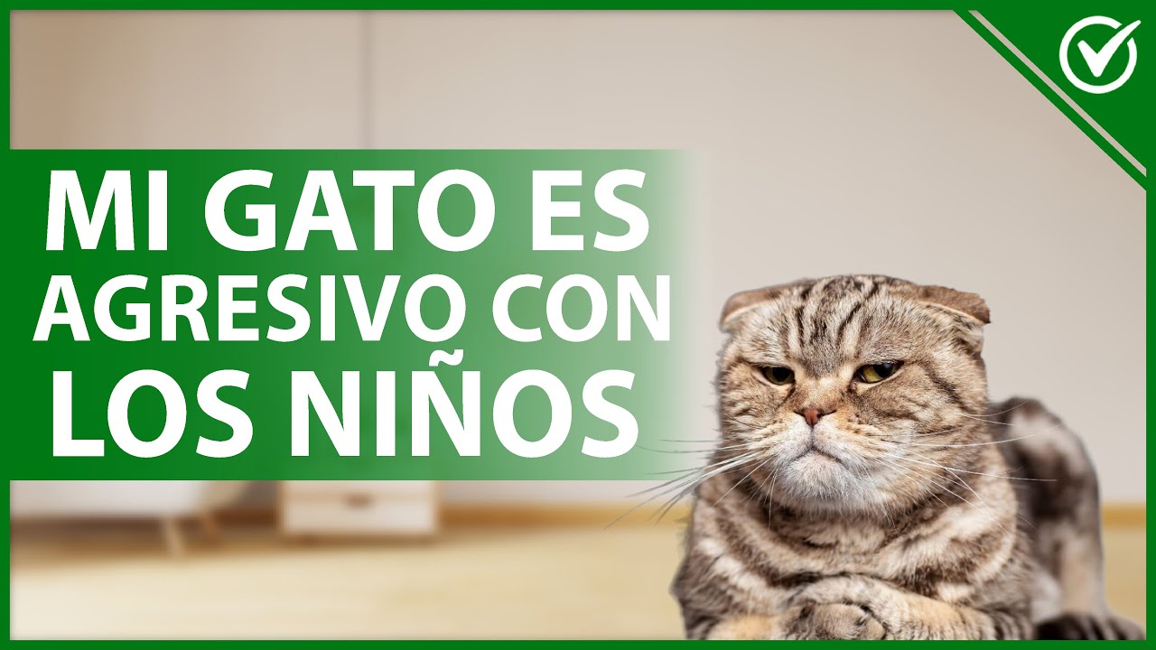 Cuanto cuesta poner chip a un gato