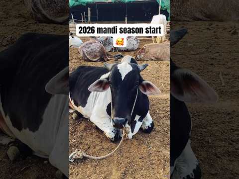 malir mandi latest update 2026  2026 mandi update #shorts