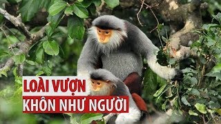 Bí ẩn về loài vượn chung thủy, khôn như người siêu quý hiếm ở Việt Nam