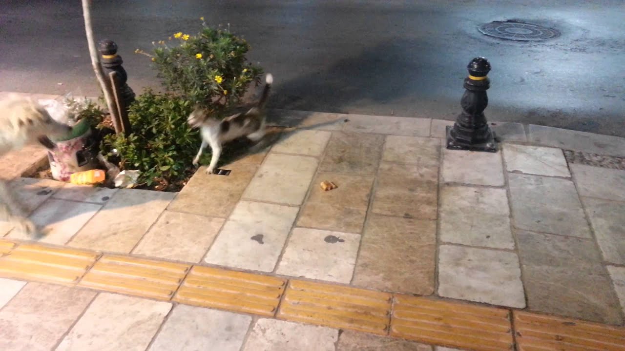 Kedi kopek kavgasi YouTube