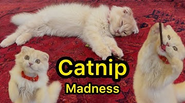 I gave my cat some catnip and his reaction was priceless!#catnip #catnap #cat #catlovers #catvideos 