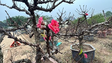 ĐÀO THẤT THỐN BUNG NỞ CHÀO XUÂN 2026 - LÀNG ĐÀO NHẬT TÂN VẶT LÁ ĐÓN TẾT