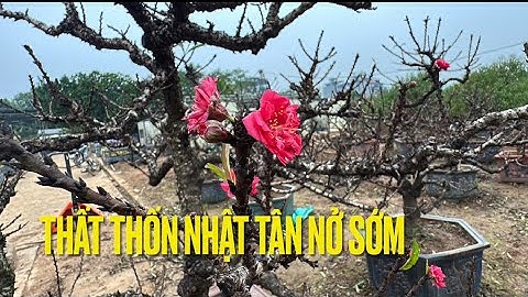 ĐÀO THẤT THỐN BUNG NỞ CHÀO XUÂN 2026 - LÀNG ĐÀO NHẬT TÂN VẶT LÁ ĐÓN TẾT