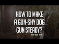 How to Make a Gun-Shy Dog, Gun Steady? How to Make a Gun-Shy Dog, Gun Steady?