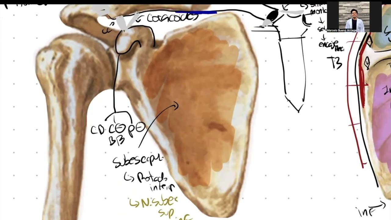 Huesos del Hombro || Explicación