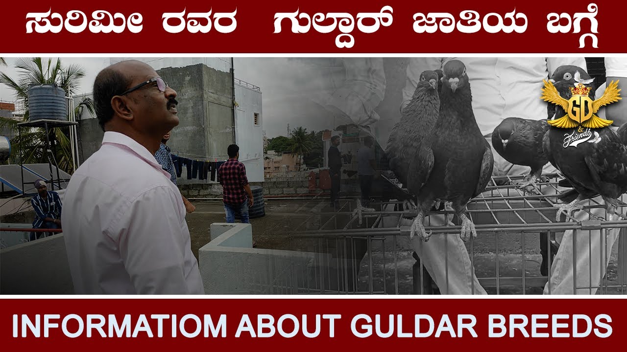ಸುರಿಮೀ ರವರ  ಗುಲ್ದಾರ್ ಜಾತಿಯ ಬಗ್ಗೆ # INFORMATIOM ABOUT GULDAR BREEDS