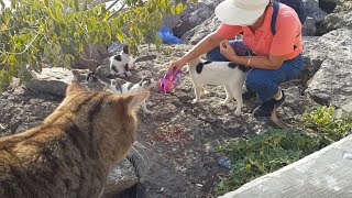 We gave food to outside cats, filled the bowls with water - That's happiness 😻😻 by istanbul stray cats 122 views 3 years ago 5 minutes, 35 seconds