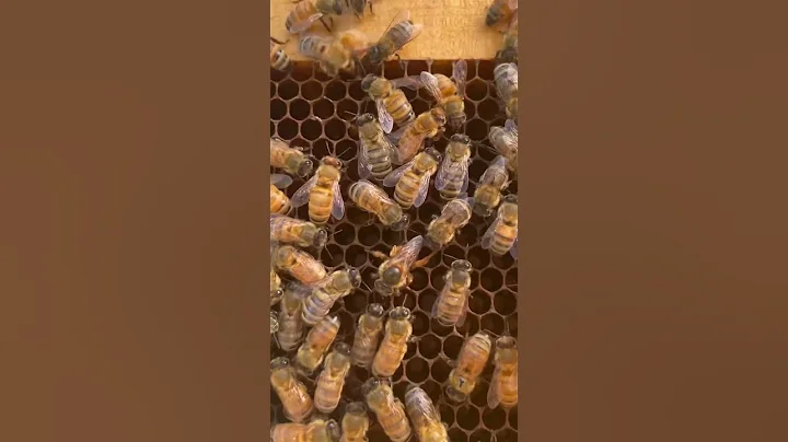 This Queen Bee is Laying an Egg!