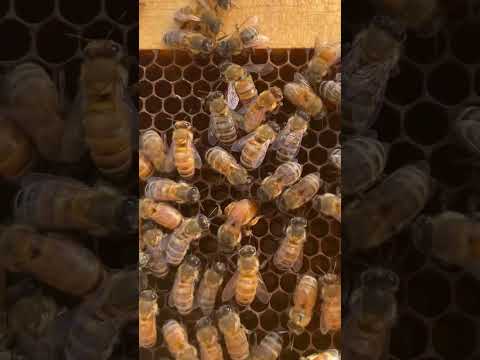 Video: Hvilken måned honningbier legger egg?