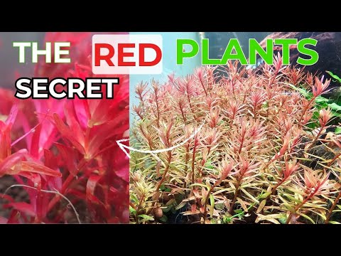 The SECRETS To Growing RED AQUARIUM PLANTS! 10 Common Mistakes? (Plated Tank)