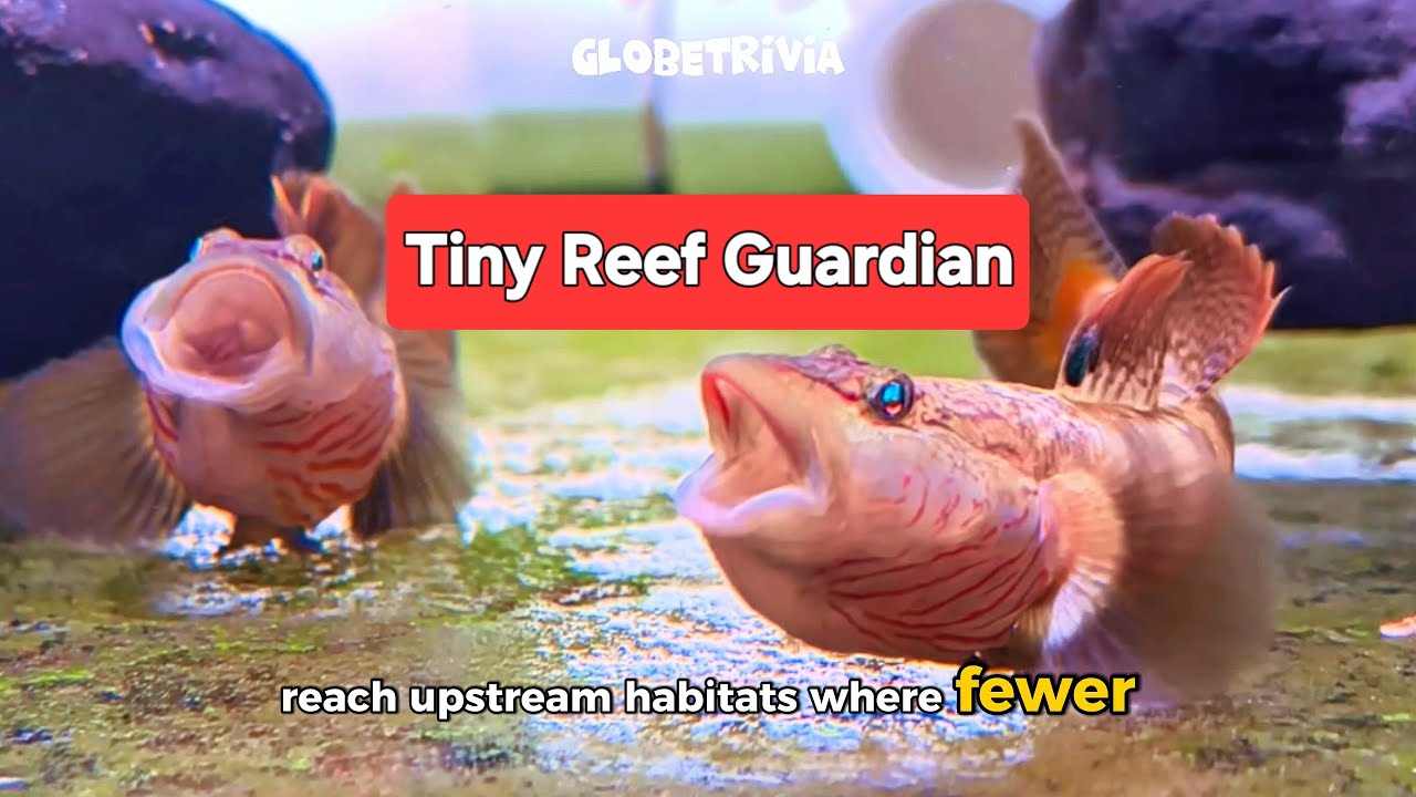 Secret World of the Goby Fish