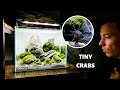 Thai micro crab marimo moss ball iwagumi low tech aquascape tutorial
