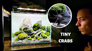 Thai Micro Crab Marimo Moss Ball Iwagumi! (Low Tech Aquascape Tutorial)