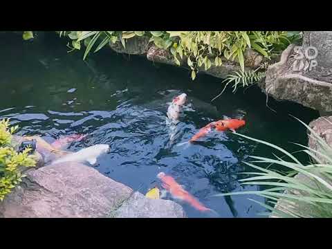 Video hồ cá koi tự nhiên đẹp - youtube