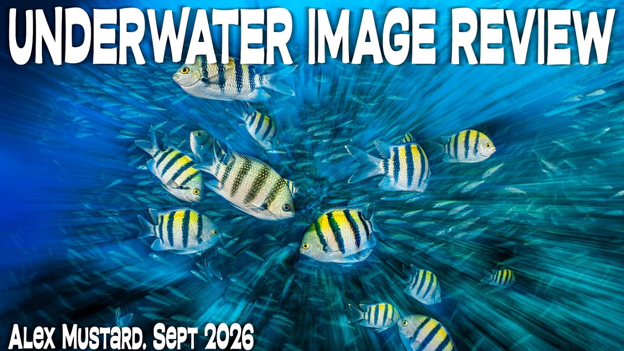 Underwater Image Review. Alex Mustard. September 2026