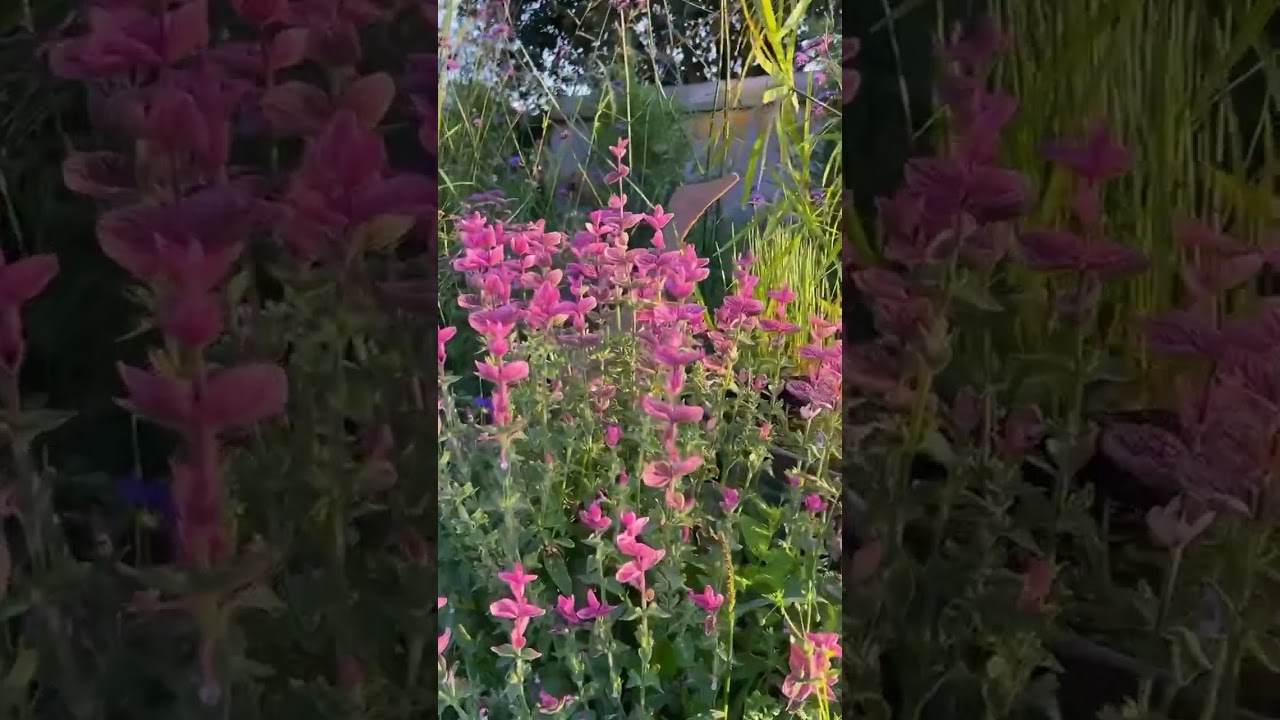 ✅ САЛЬВИЯ хорминум — оригинальный однолетник с яркими лепестками разной окраски 